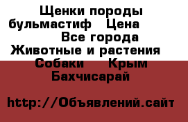 Щенки породы бульмастиф › Цена ­ 25 000 - Все города Животные и растения » Собаки   . Крым,Бахчисарай